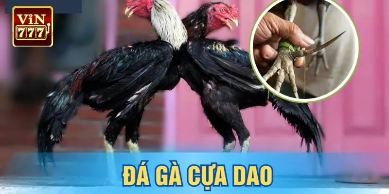 Cách vào kèo đá gà cựa dao tại nhà cái đơn giản