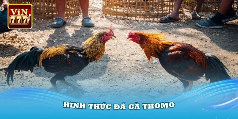 Hướng dẫn đặt cược đá gà trường Thomo chi tiết