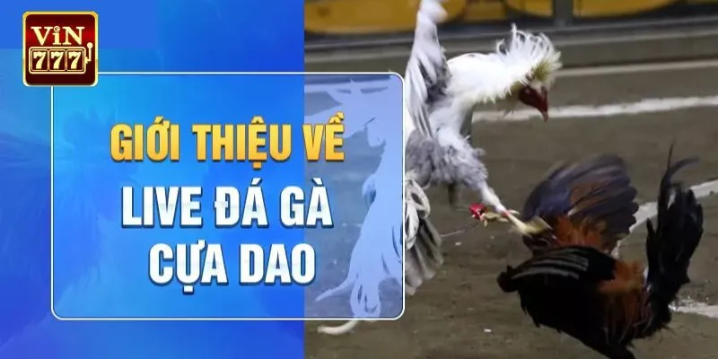 Tìm hiểu thông tin thú vị về đá gà cựa dao