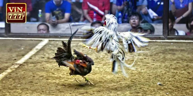 Mẹo chơi đá gà Philippines hiệu quả thắng lớn